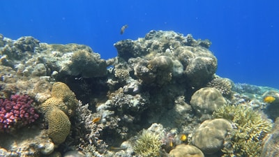 A vibrant underwater coral reef scene featuring various types of corals in shades of brown, red, and green. Small fish swim around the reef, adding hints of yellow and orange to the scene. The clear blue water provides a vivid backdrop, emphasizing the rich biodiversity of the marine environment.