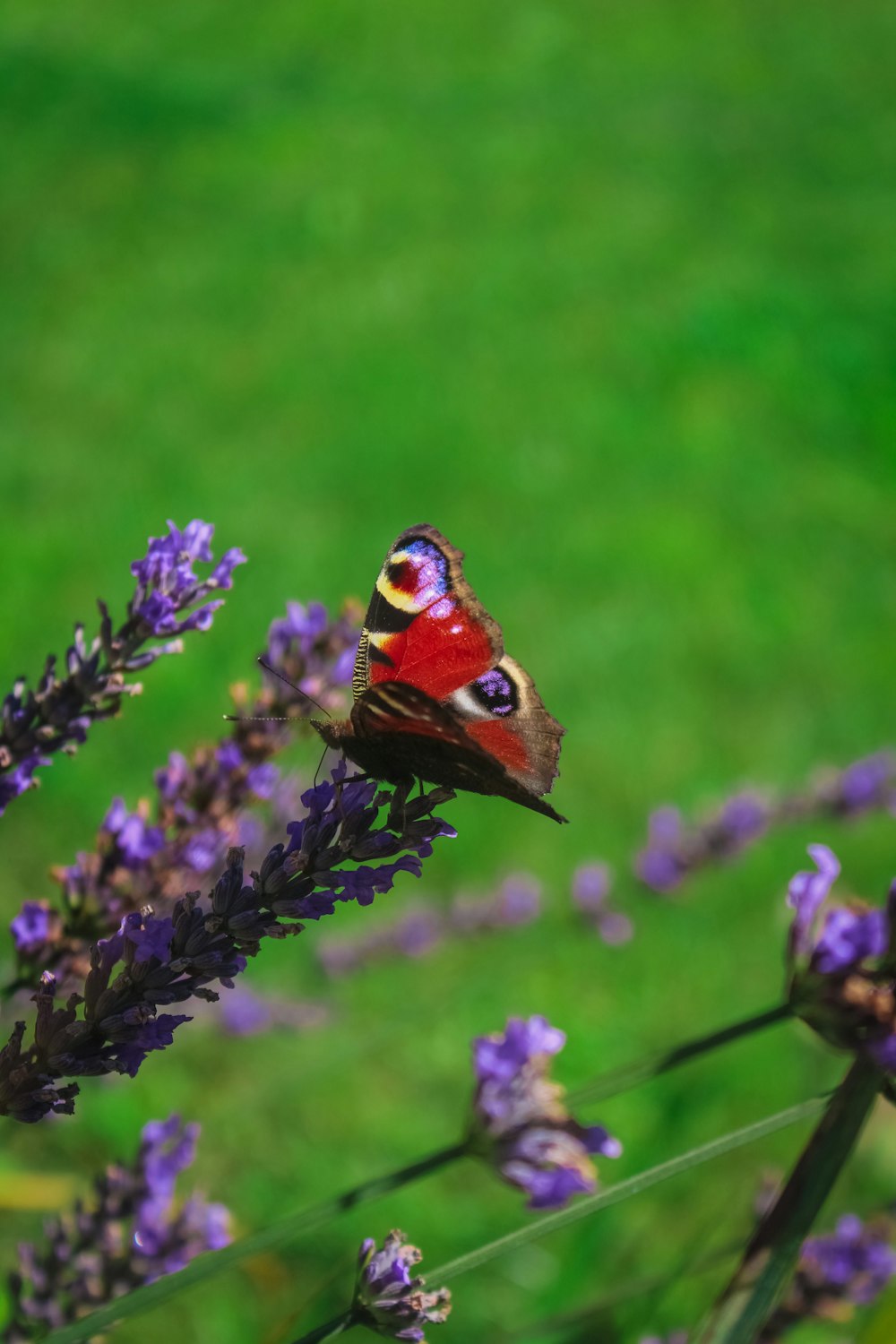 peacock butterfly perched on purple flower in close up photography during daytime