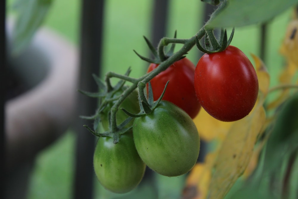 red tomato beside green round fruit
