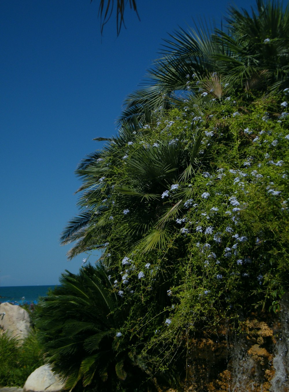 green palm tree near sea during daytime