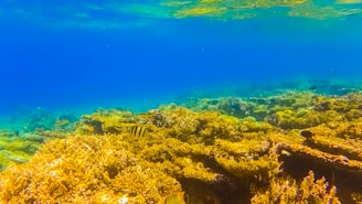 A vibrant underwater scene featuring a coral reef with various types of corals in shades of yellow and orange. Several fish can be seen swimming around the reef, adding to the lively ocean environment. The water is clear with a strong blue tint, enhancing the visibility of the corals and marine life.