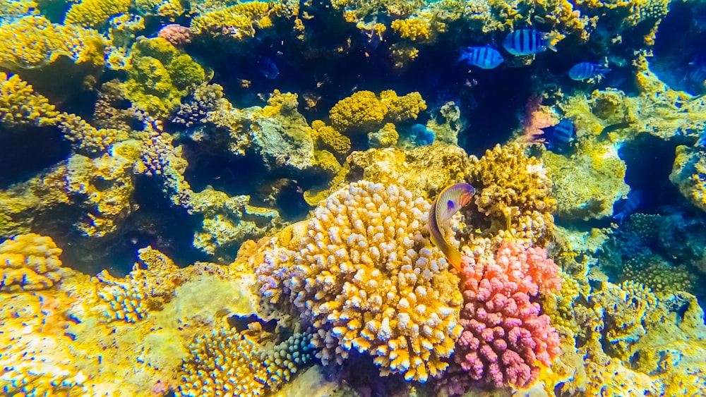 blue and white fish on coral reef