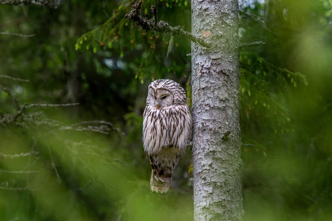 brown owl on tree branch during daytime