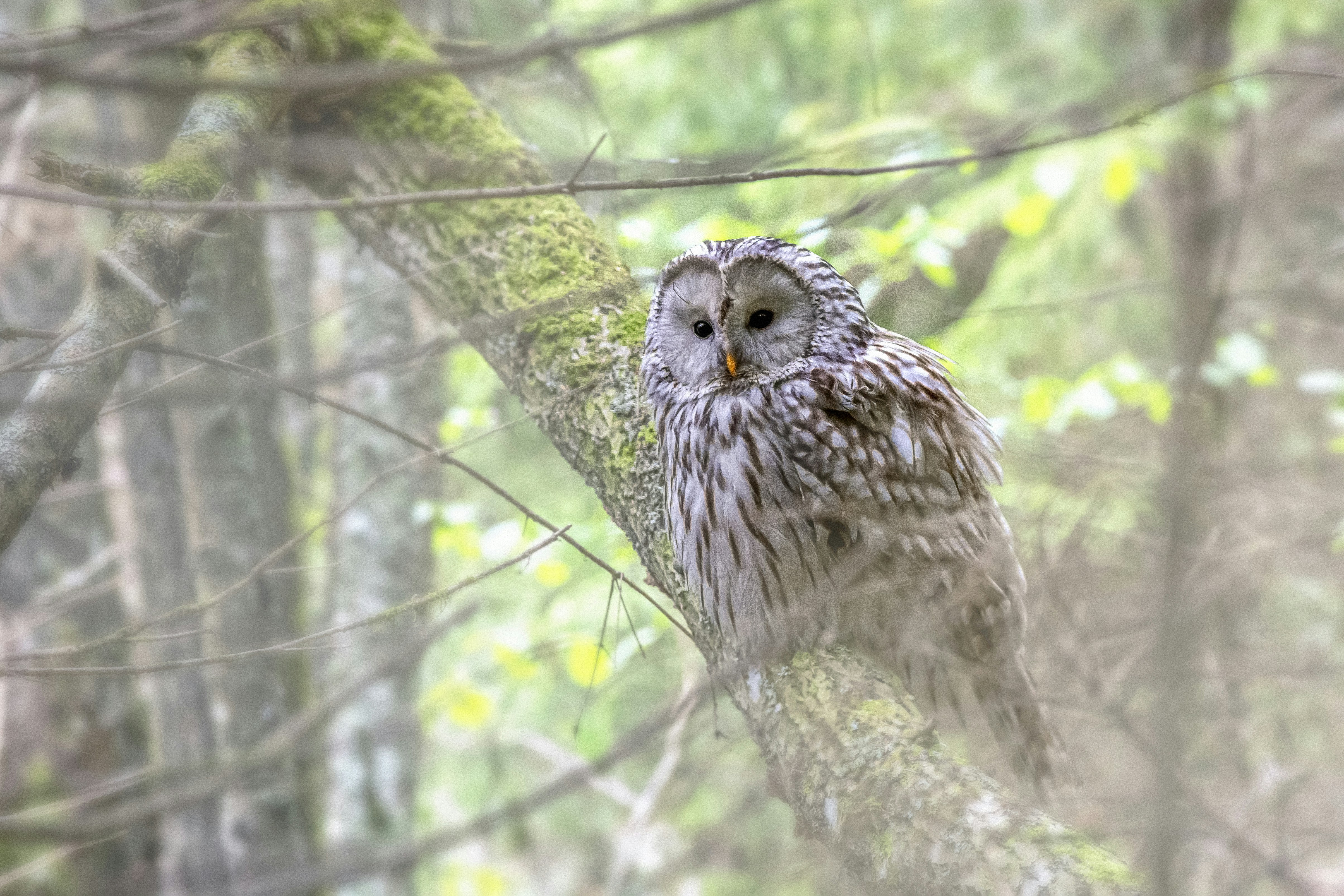 Photo by erik_karits