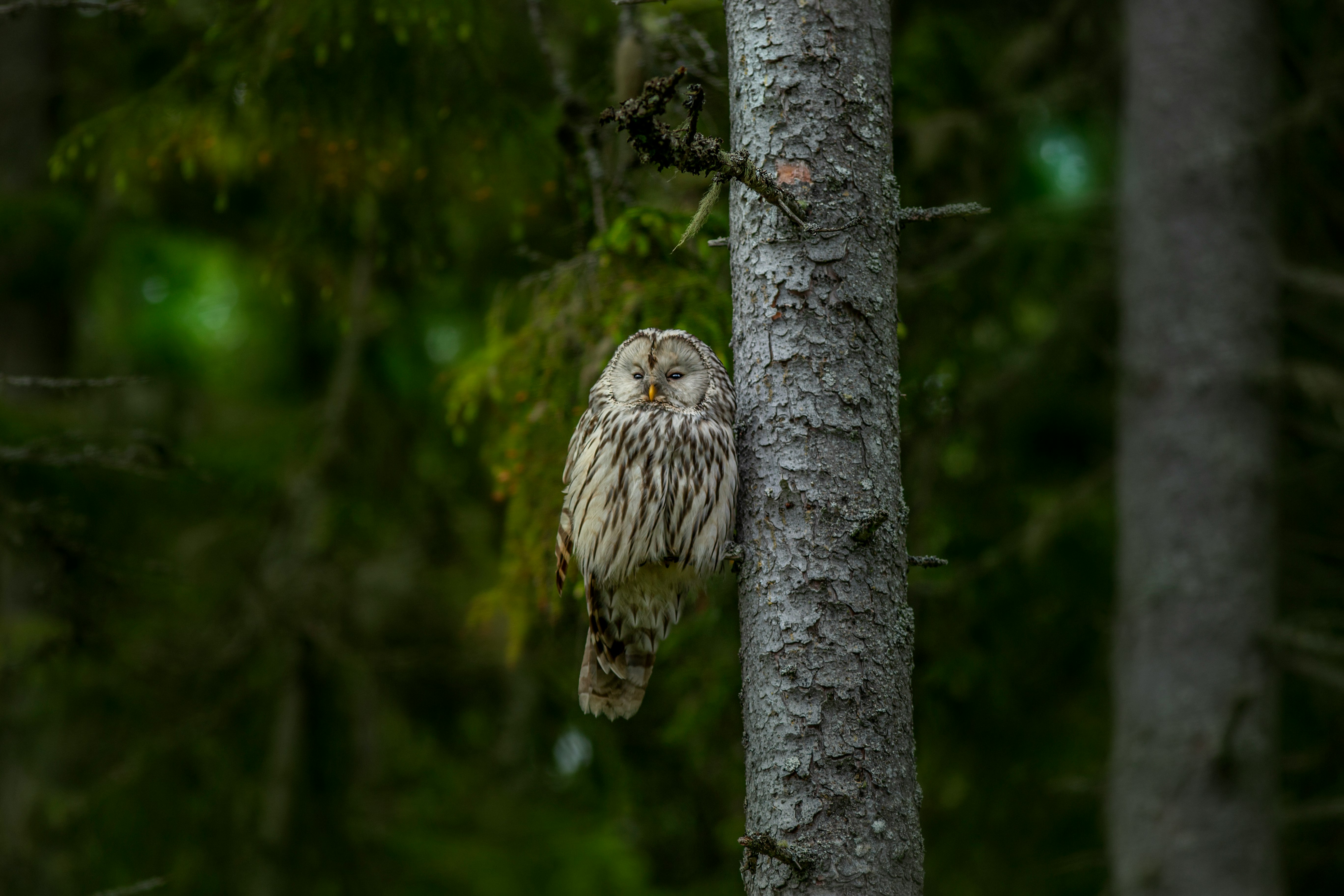 white and brown owl on tree branch during daytime