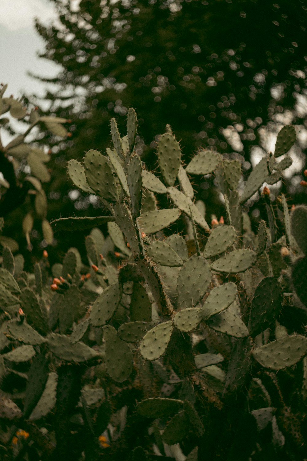 green leaves in tilt shift lens