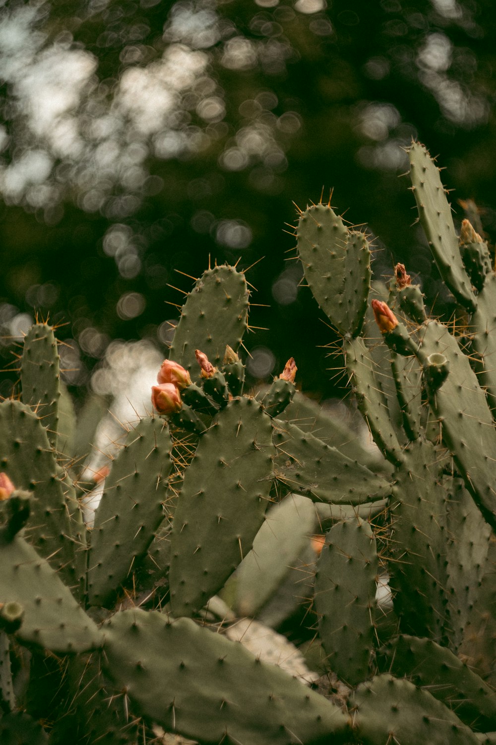 Cactus verde en fotografía de primer plano