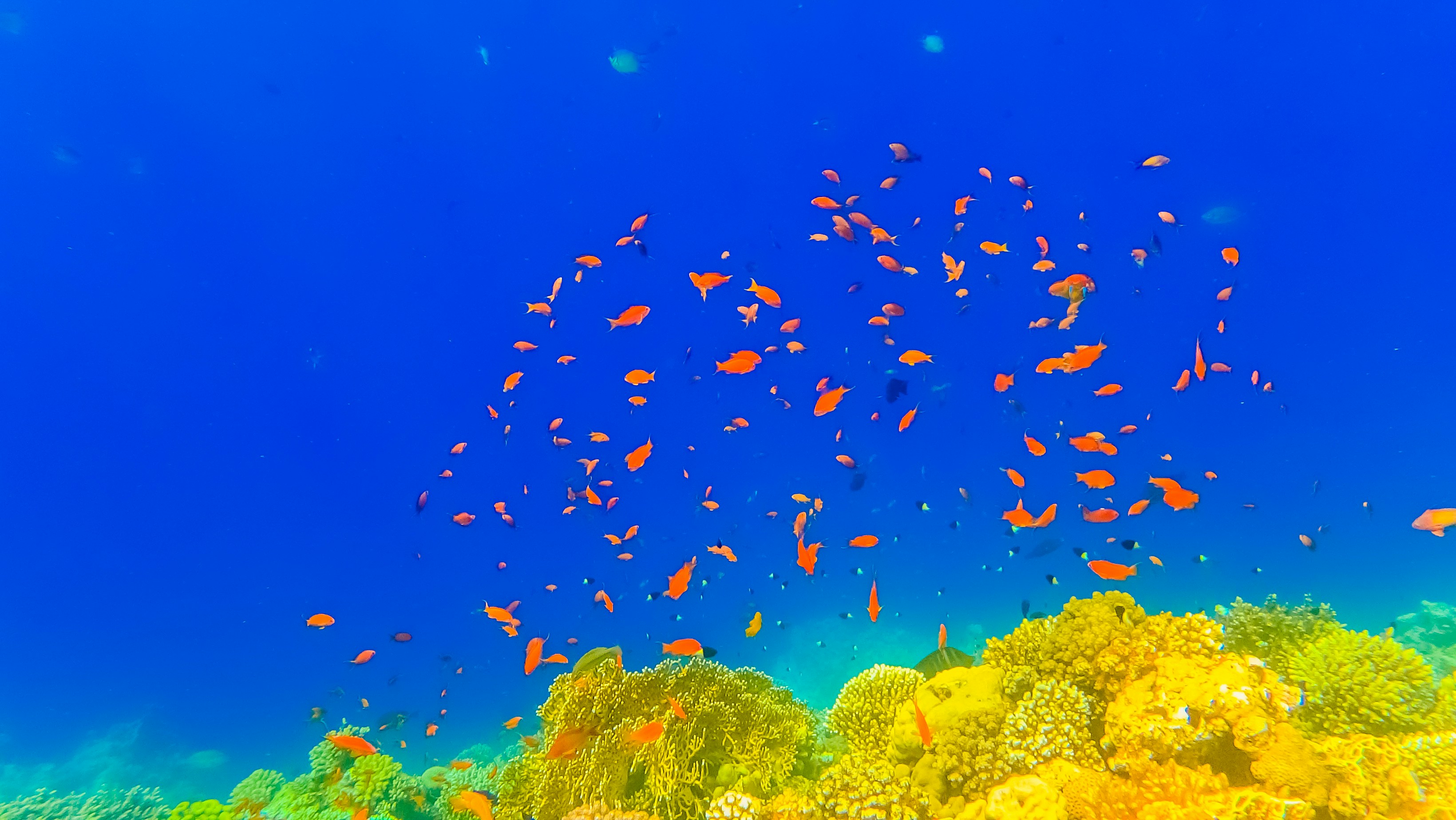 Underwater Tropical Corals Reef and sea fish Red Sea in Dahab Egypt. Colourful tropical coral reef. Scene reef. Marine life sea world. Underwater fish reef marine. Tropical colourful underwater seascape.