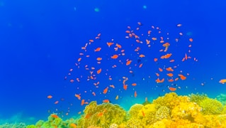 yellow and blue fish under water