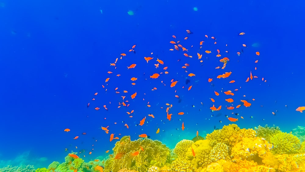 poissons jaunes et bleus sous l’eau