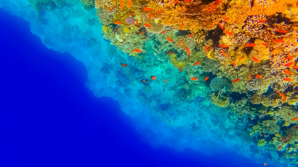 blue and brown coral reef