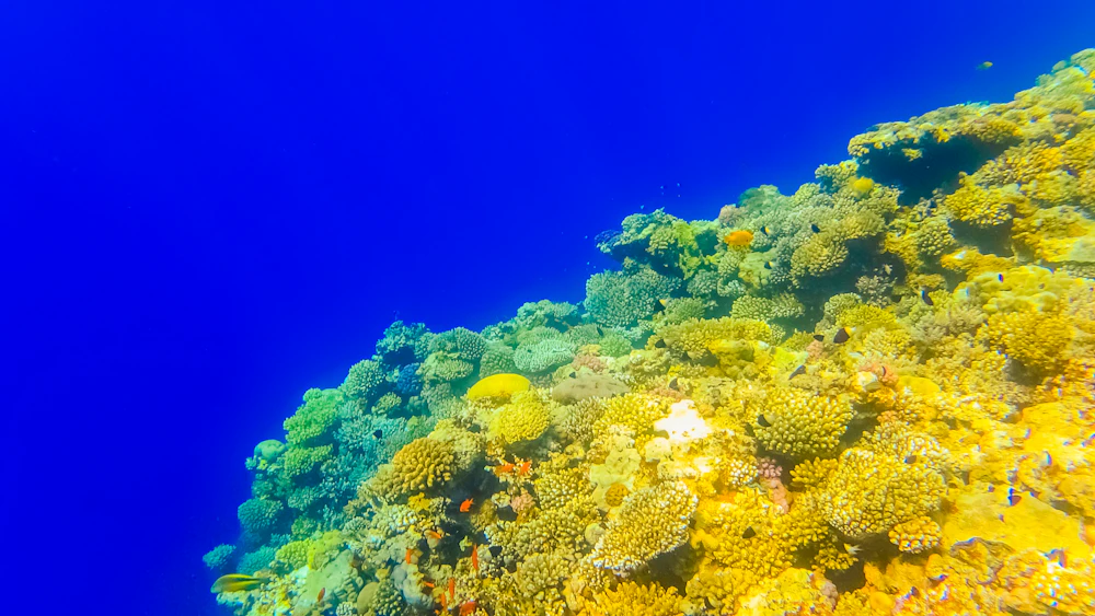 Farbenreiches Korallenriff unter Wasser im Roten Meer
