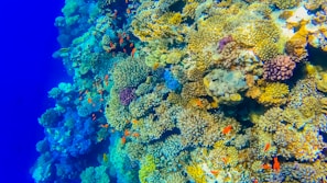 blue and green coral reef