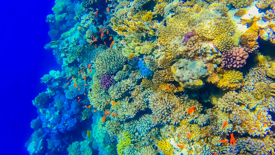 Colorful coral reef in the Red Sea near Dahab