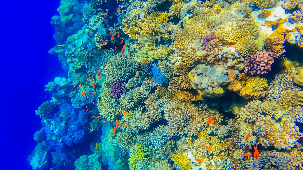 blue and green coral reef