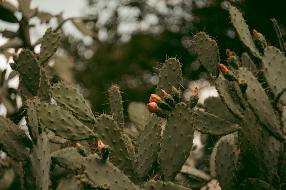 green cactus plant in close up photography