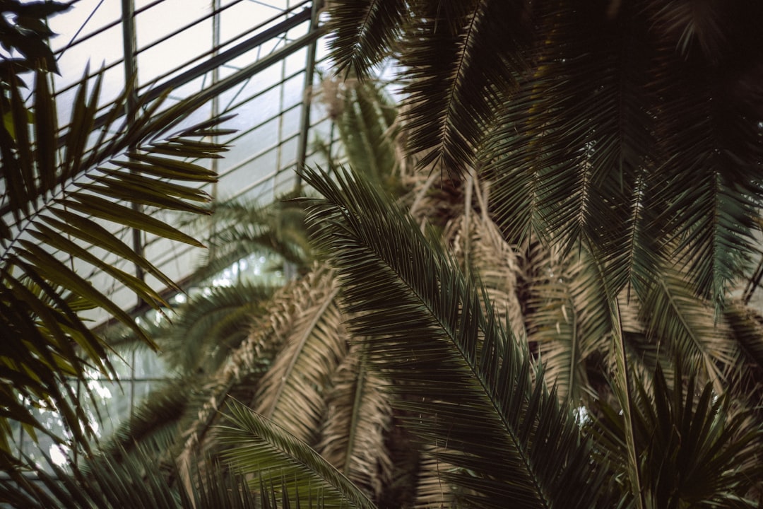 green palm tree near window