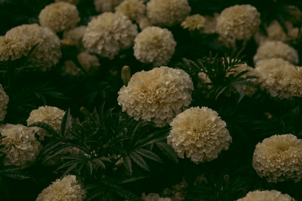 white flowers with green leaves