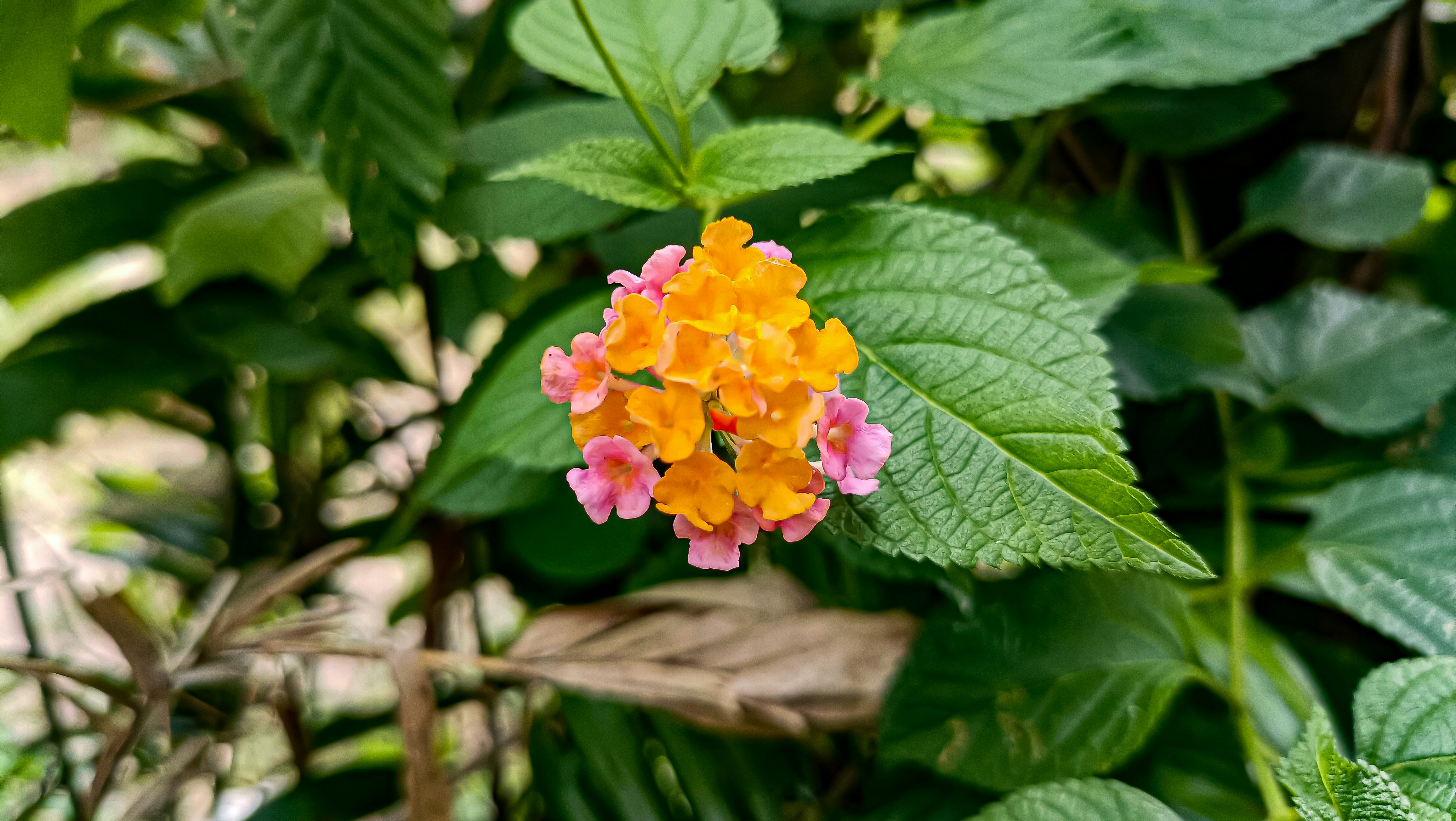 Photo by mhanif_project