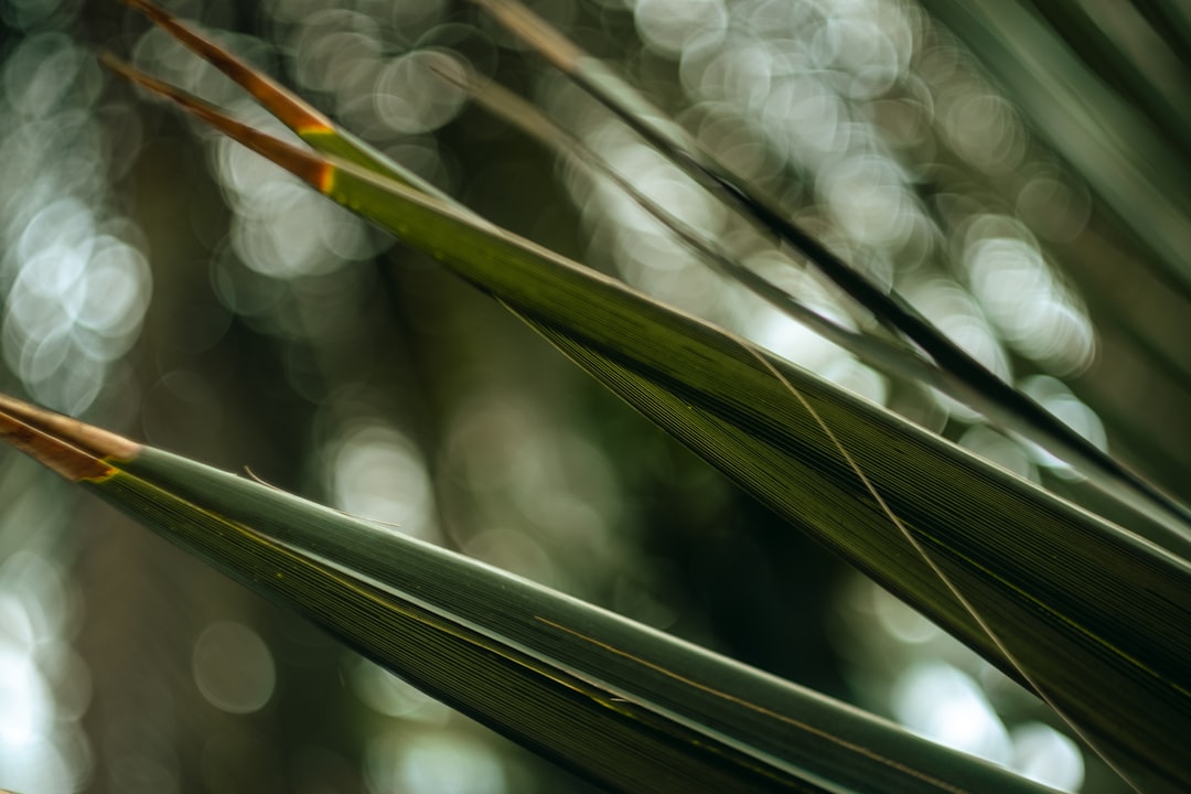 green leaf in tilt shift lens