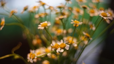 white and yellow flowers in tilt shift lens dazzling teams background