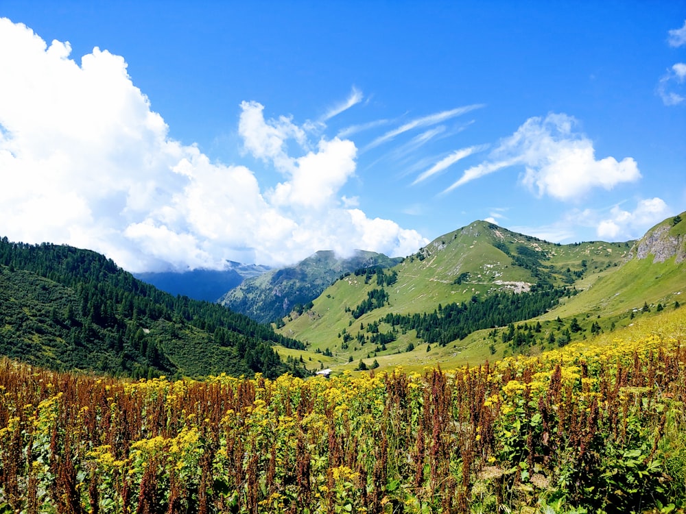 green and brown trees on mountain under blue sky during daytime