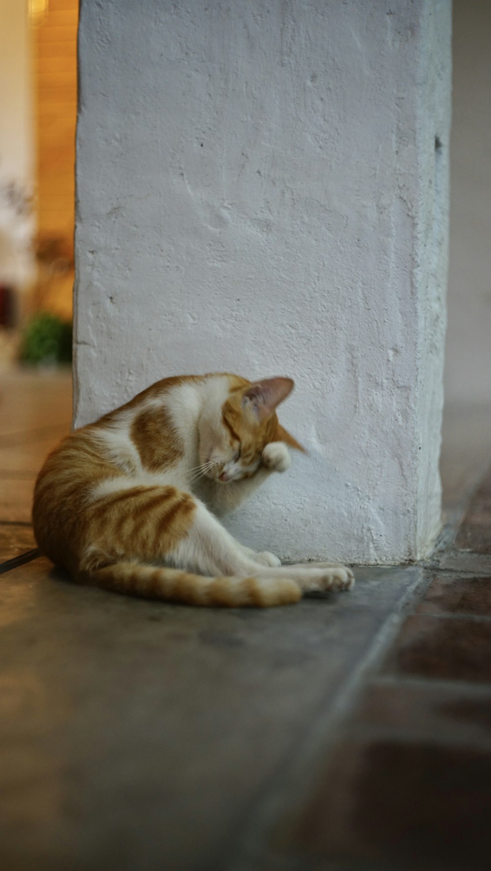 orange and white tabby cat on gray concrete floor