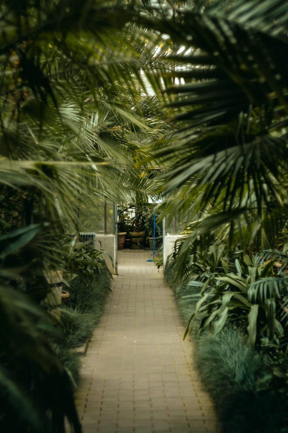 person in white shirt walking on pathway between green plants