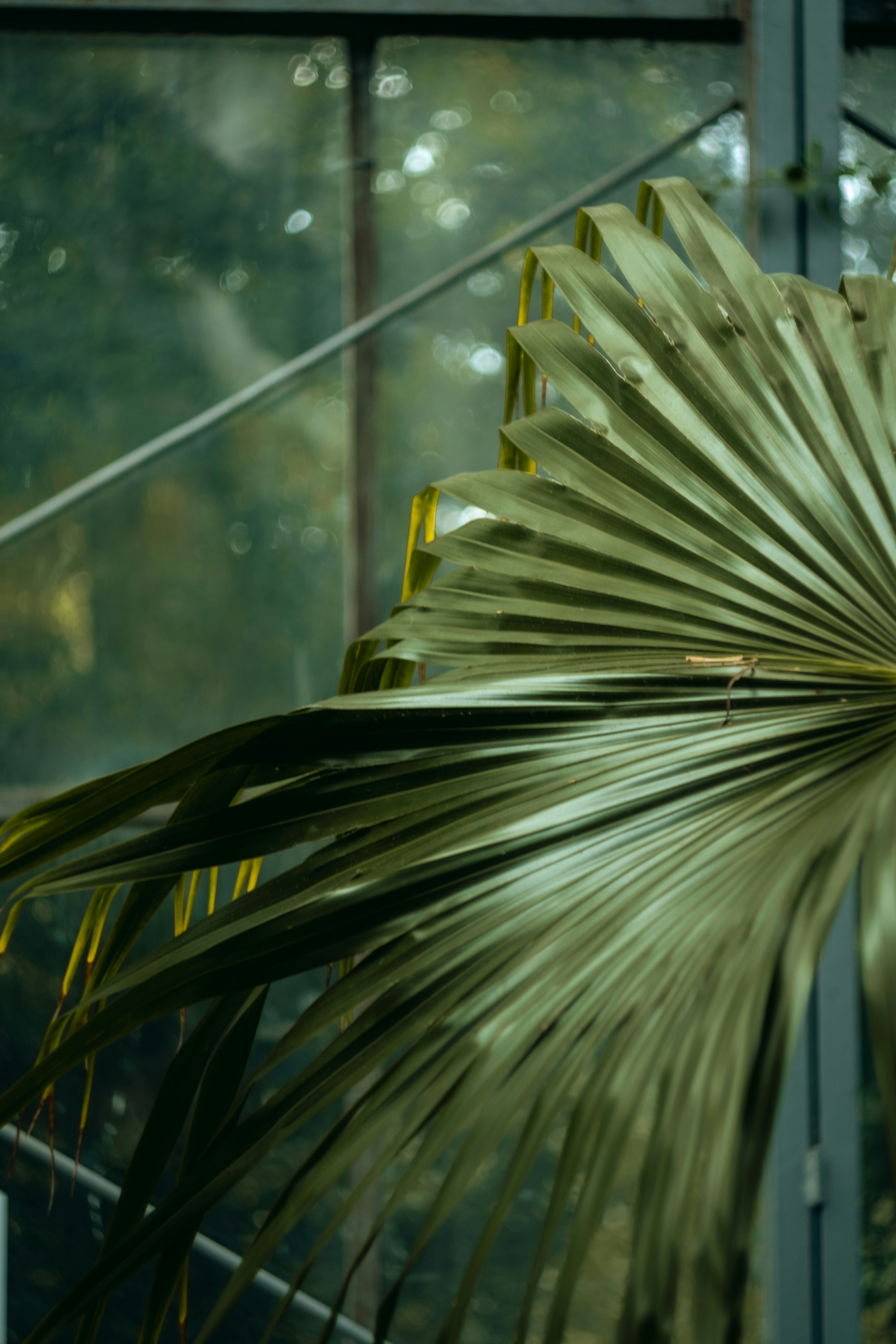 planta da folha verde perto da janela de vidro