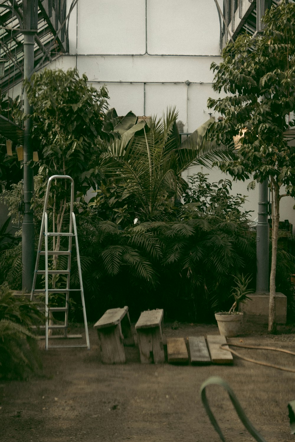 Palmier vert près d’un bâtiment en béton blanc