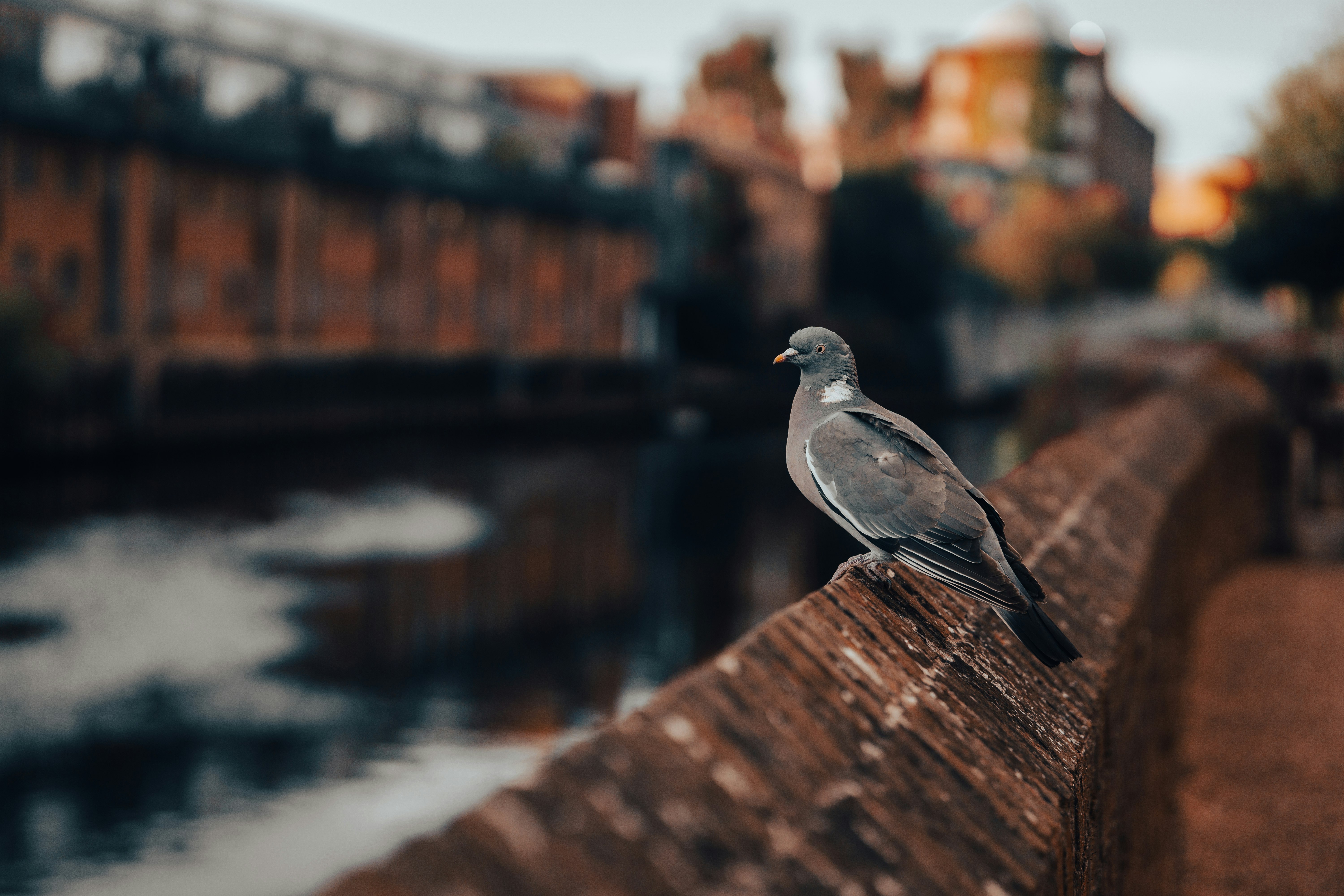grey and white bird on brown wooden fence during daytime