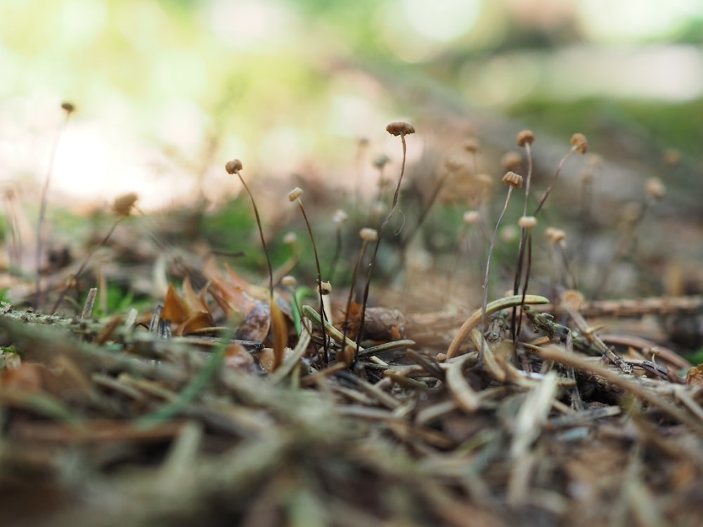 brown dried leaves on ground