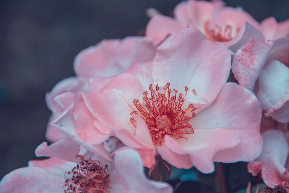 pink flower in tilt shift lens