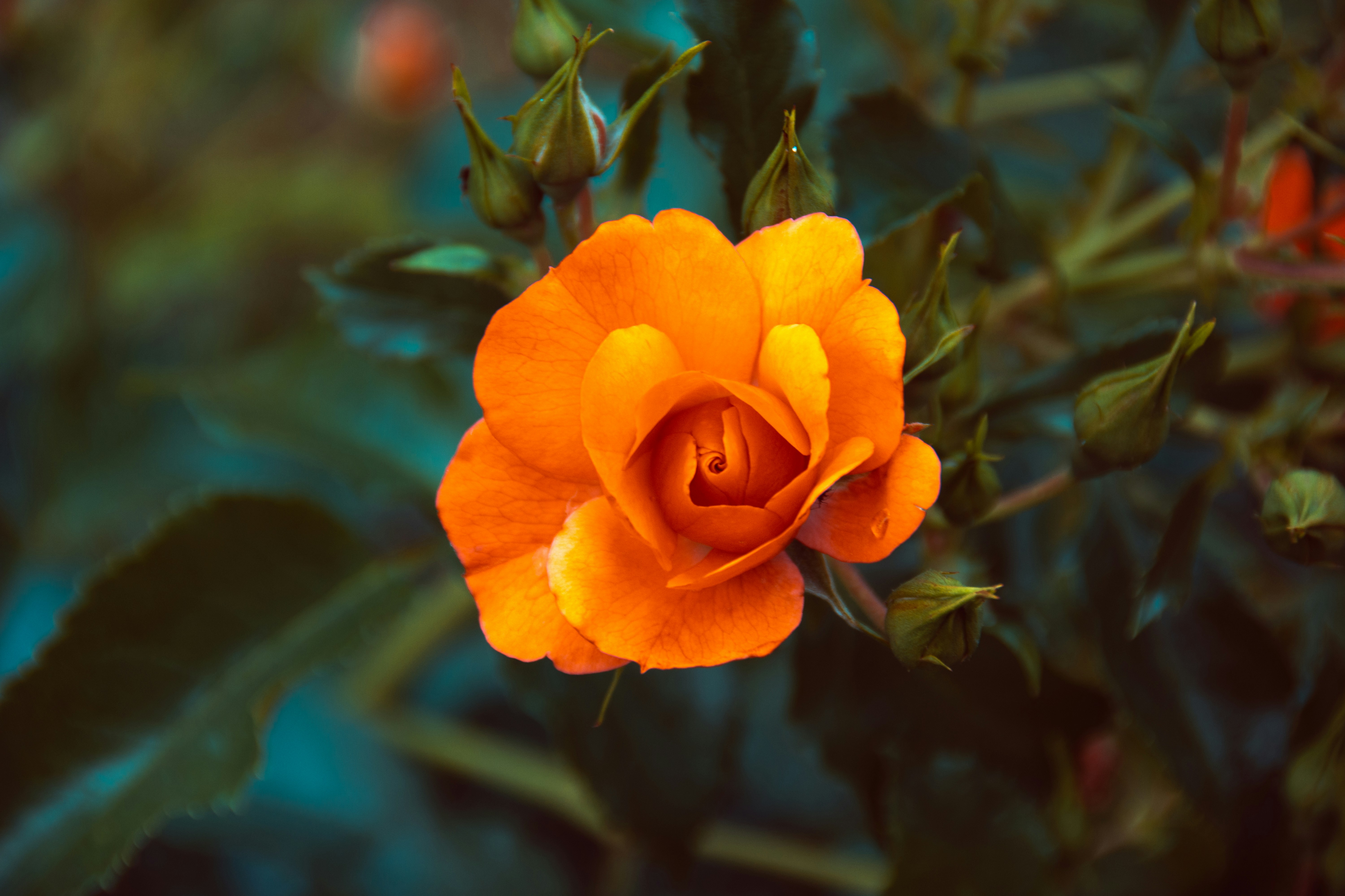 Photo by kuschelirmel