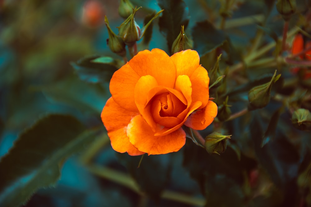 orange flower in tilt shift lens