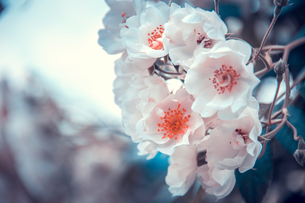 white and pink cherry blossom in close up photography