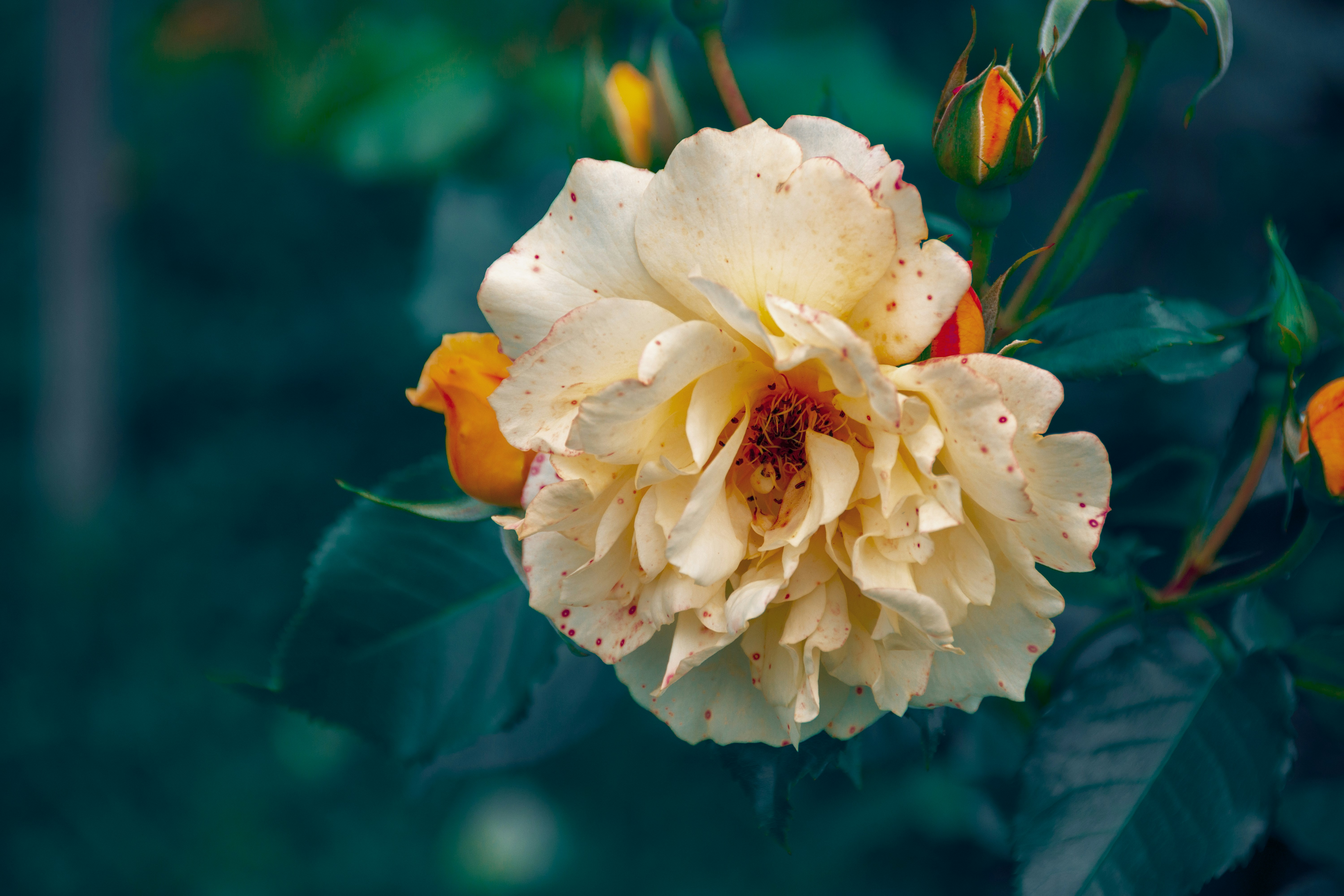 Photo by kuschelirmel