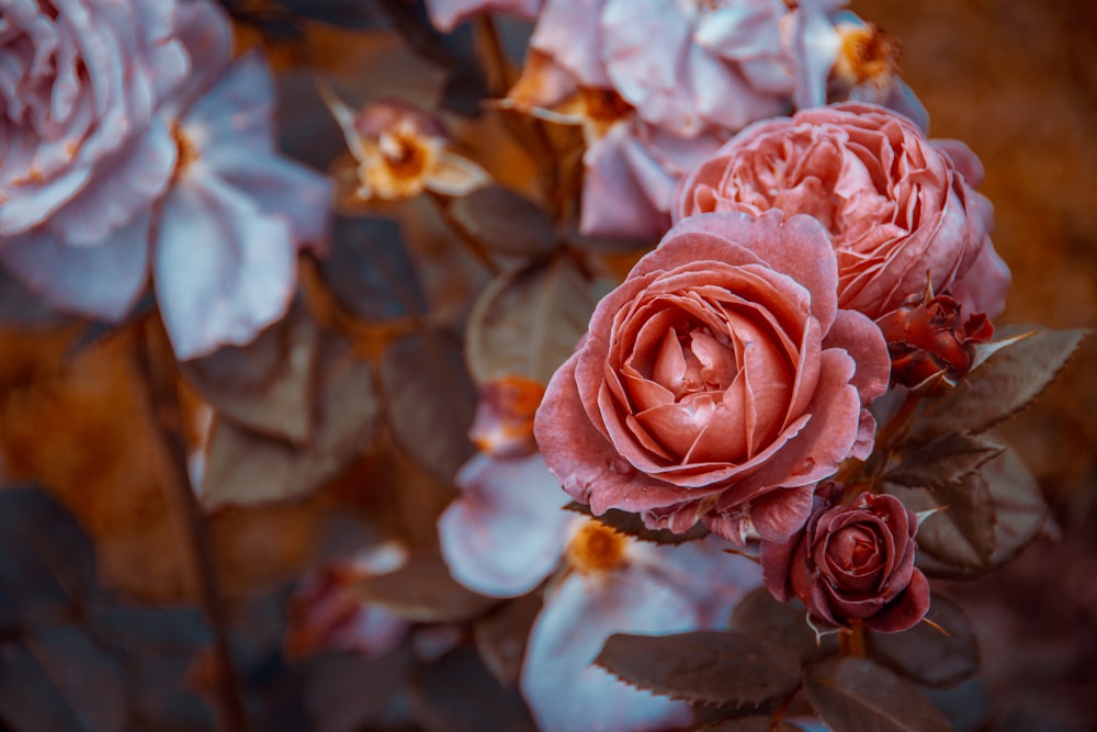 pink roses in close up photography