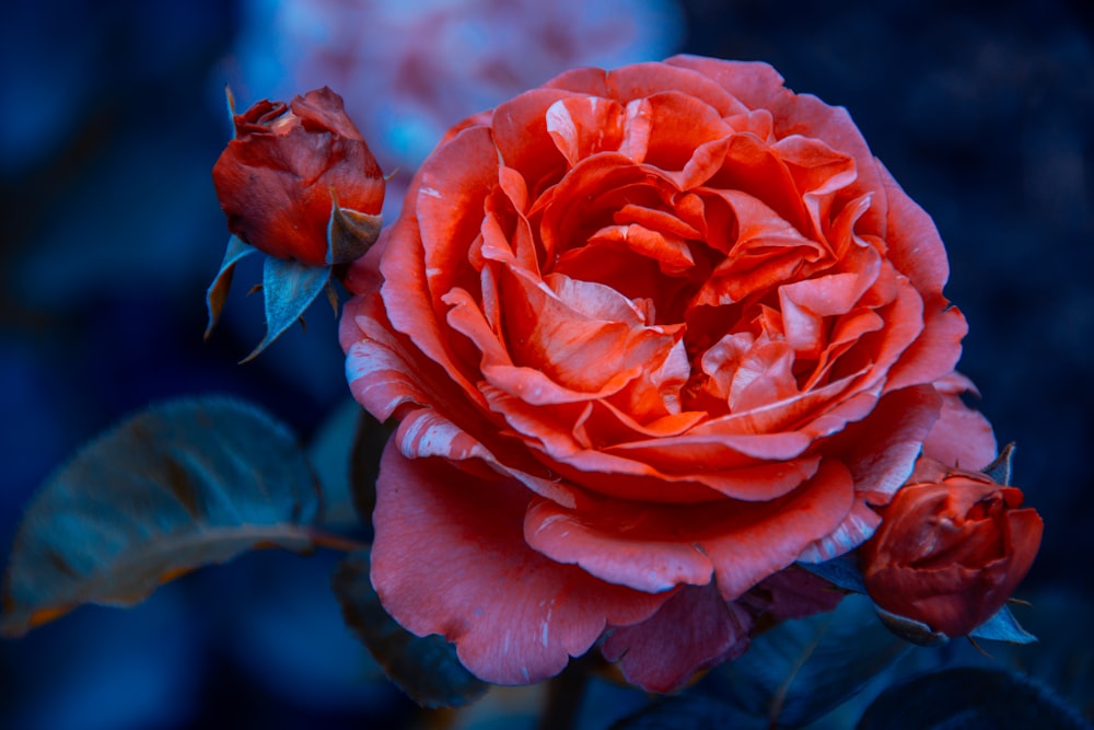 red and white rose in bloom during daytime