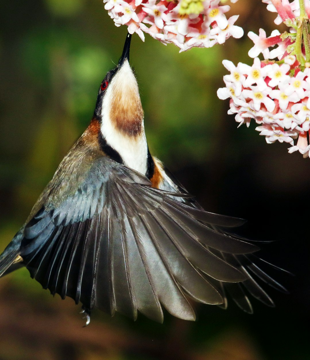 blue and white bird perched on pink flower