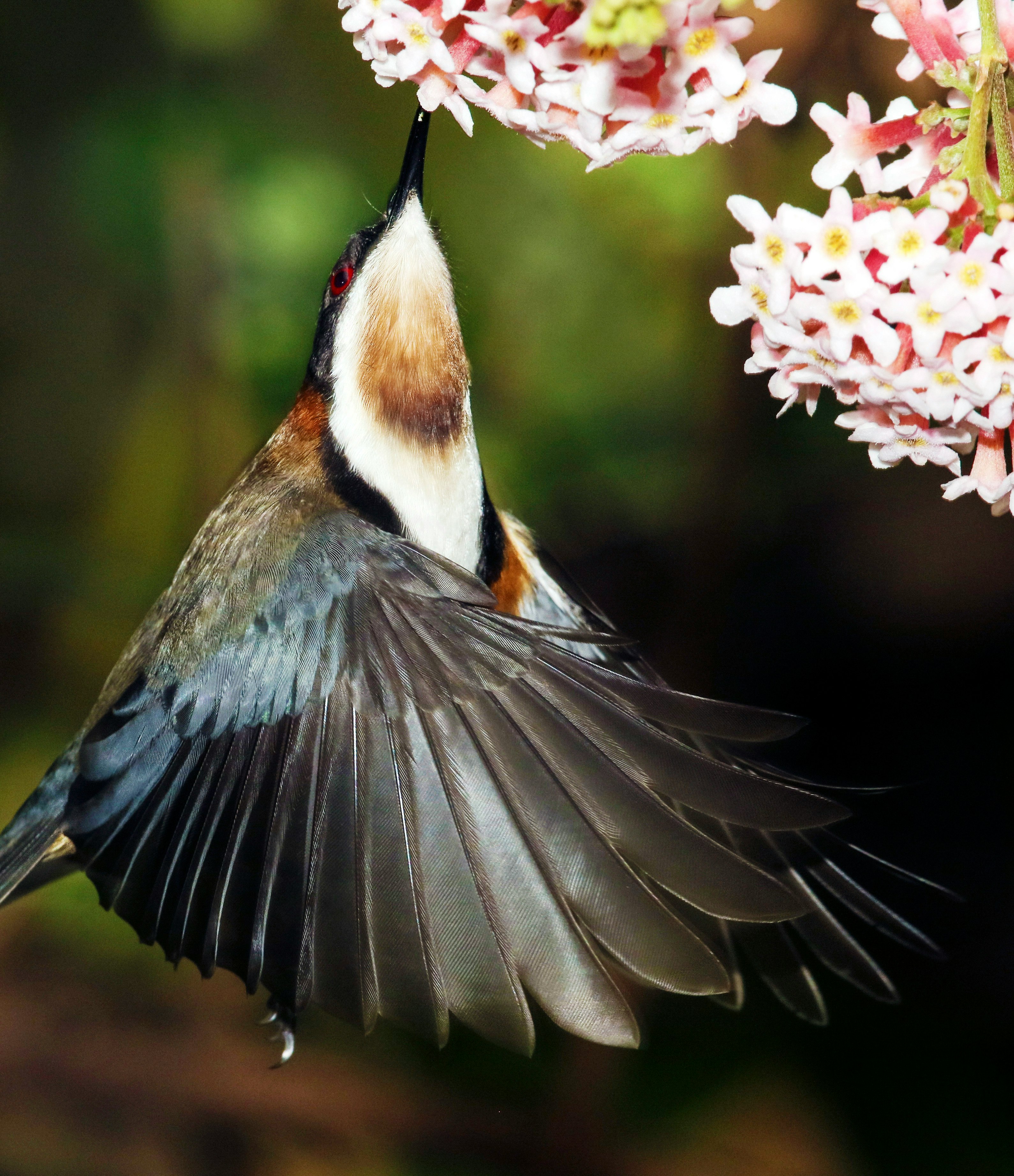 blue and white bird perched on pink flower