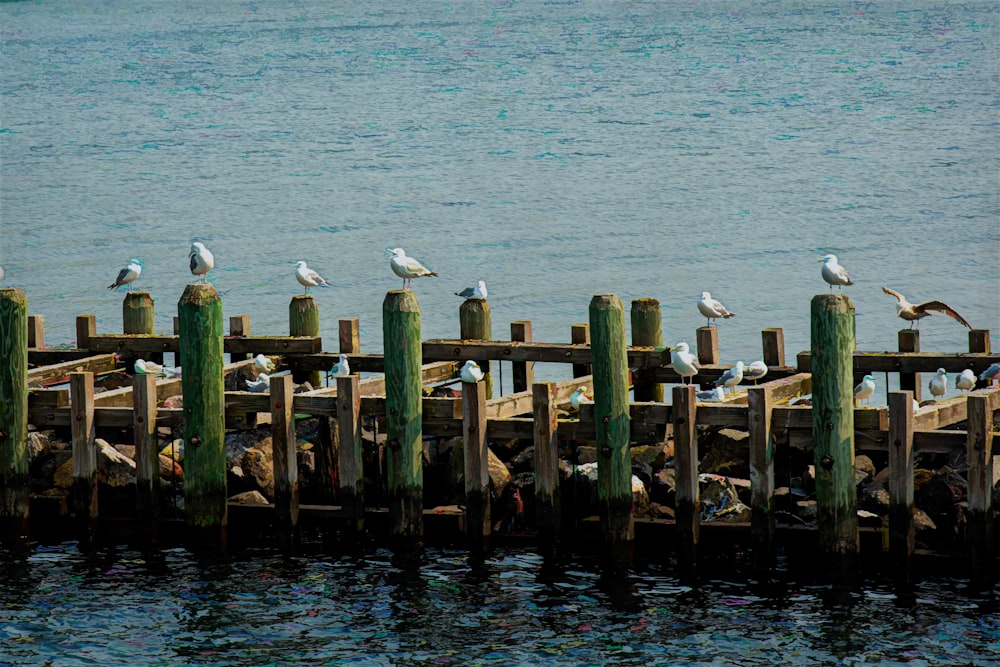 white bird on brown wooden dock during daytime