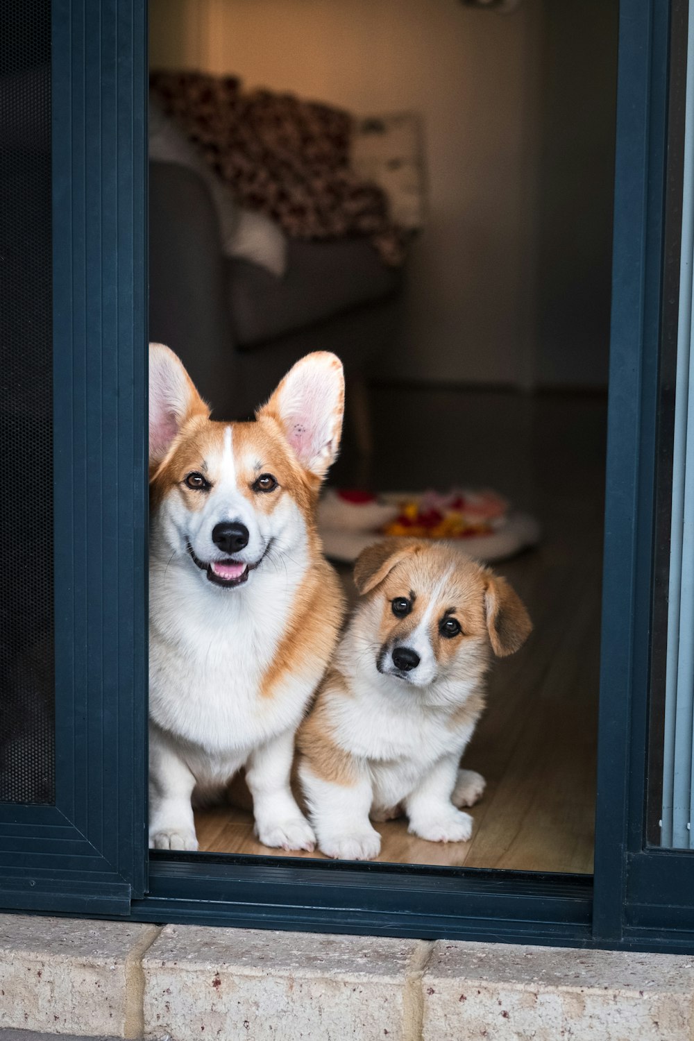 weißer und brauner Corgi-Welpe am Fenster