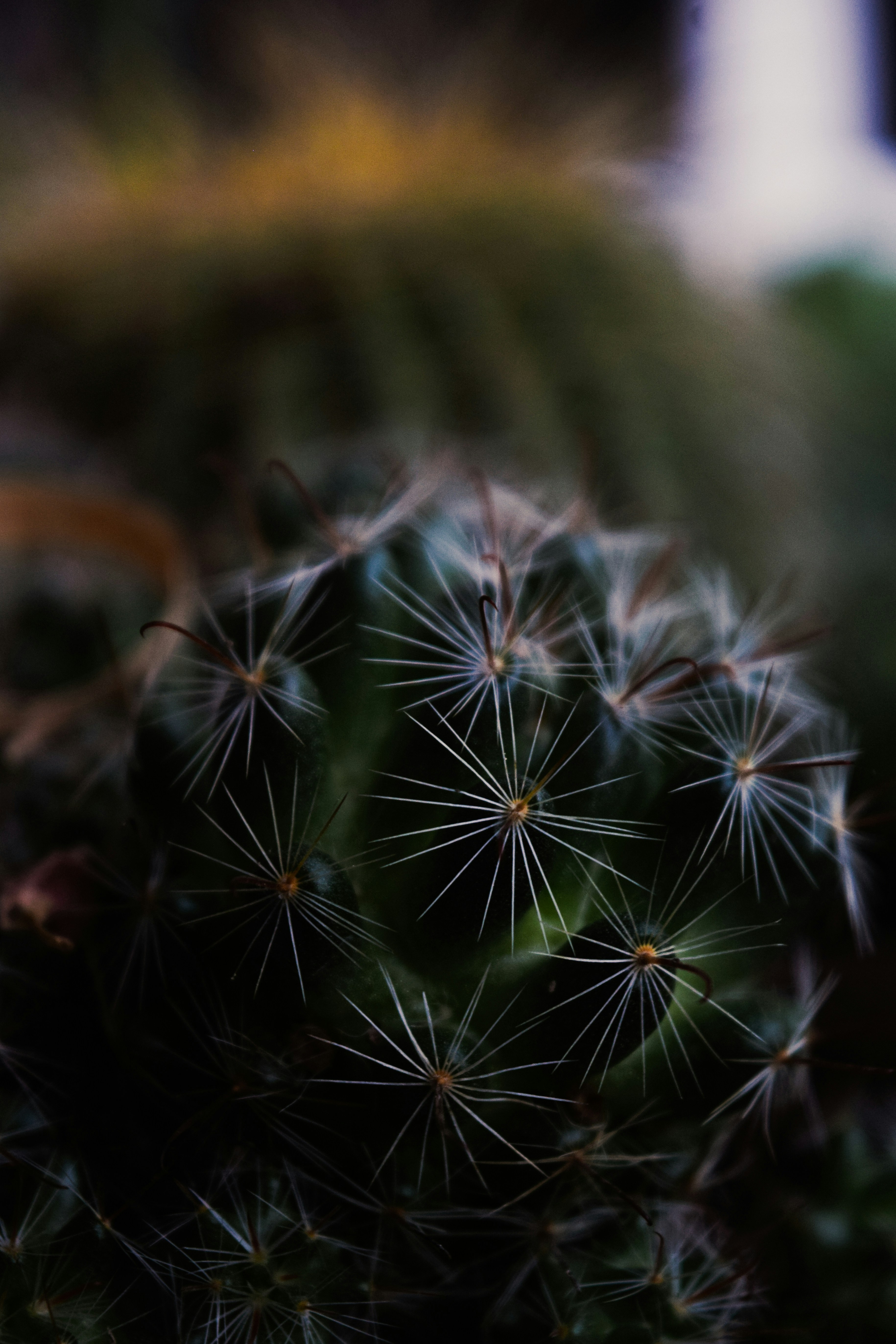 Photo by diianamfernandes