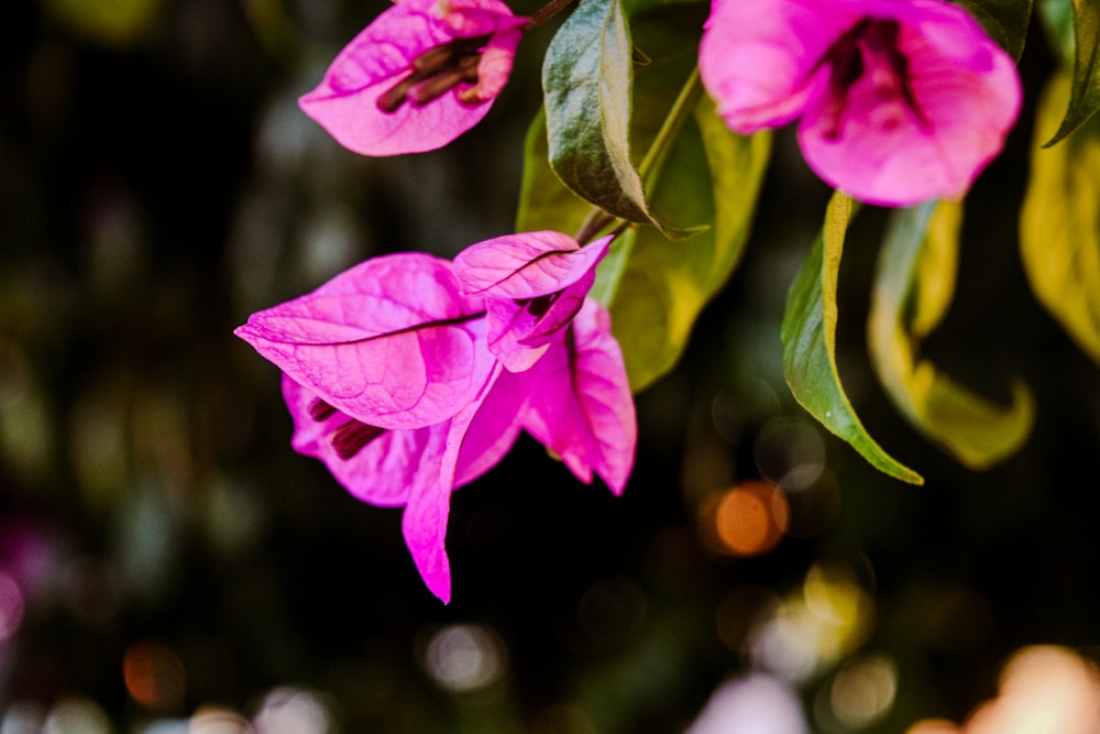 pink flower in tilt shift lens