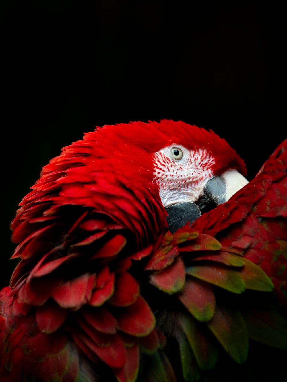 Roter und grüner Papageienvogel