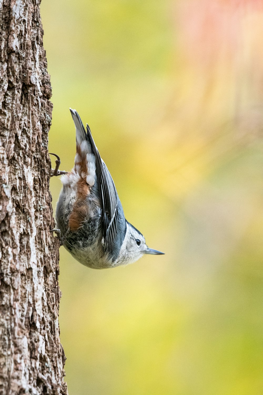 blue and brown bird on brown tree branch