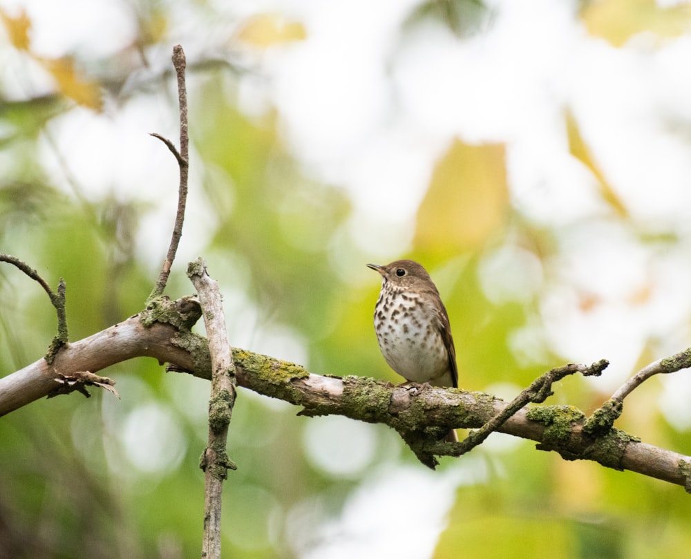 brown and white bird on brown tree branch during daytime