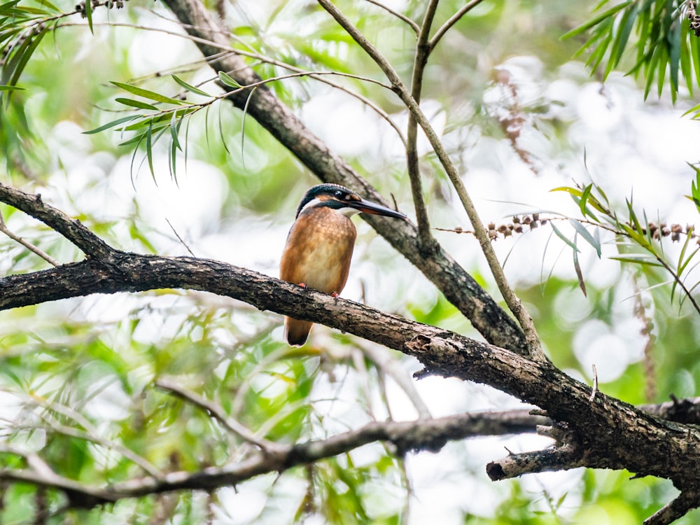 brown and black bird on tree branch during daytime