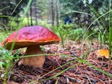 A close-up view of a vibrant red-capped mushroom with a thick stem growing amidst lush green grass and fallen pine needles in a forest setting. The background features blurred trees and foliage, enhancing the focus on the mushroom.